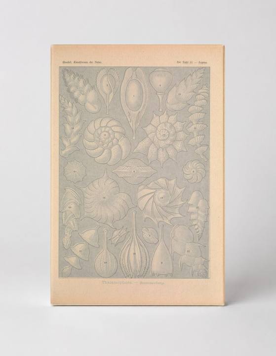 Kunstformen der Natur, Tafel 81 – Thalamophora (1904)