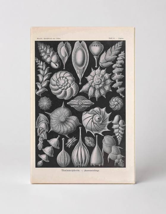 Kunstformen der Natur – Tafel 81: Thalamophora (1904)