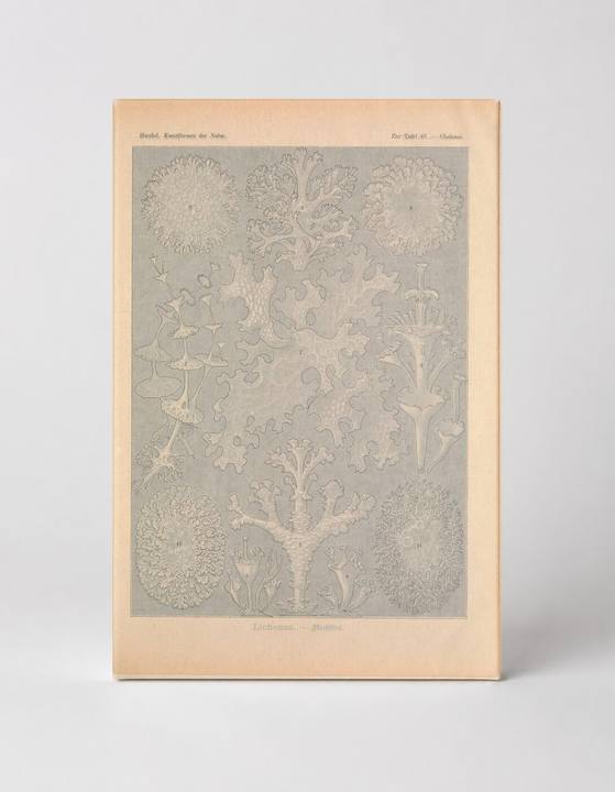 Kunstformen der Natur, Tafel 83 – Lichenes (1904)