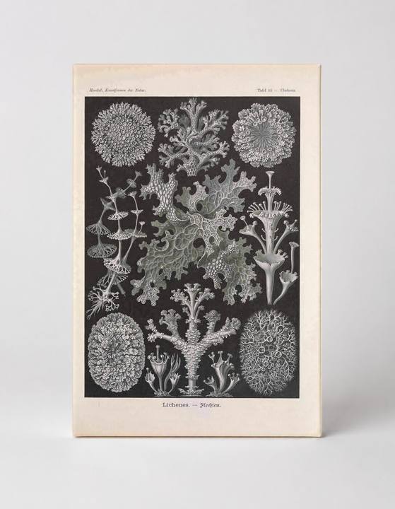 Kunstformen der Natur – Lichenes, Tafel 83 (1904)