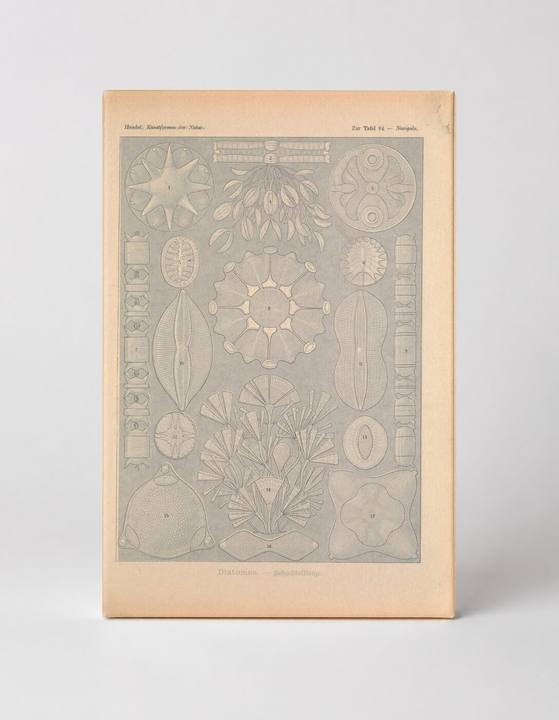 Kunstformen der Natur, Tafel 84 — Diatomeen (1904)