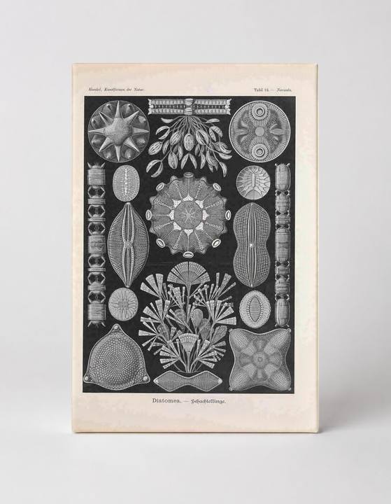 Kunstformen der Natur – Diatomea, Tafel 84 (1904)