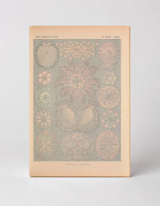 Kunstformen der Natur, Tafel 85 – Cystidea