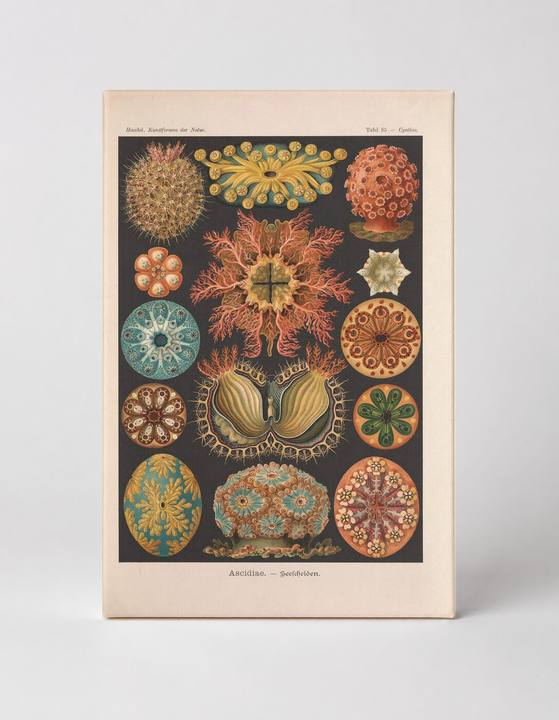 Kunstformen der Natur, Tafel 85 – Ascidiae (1904)