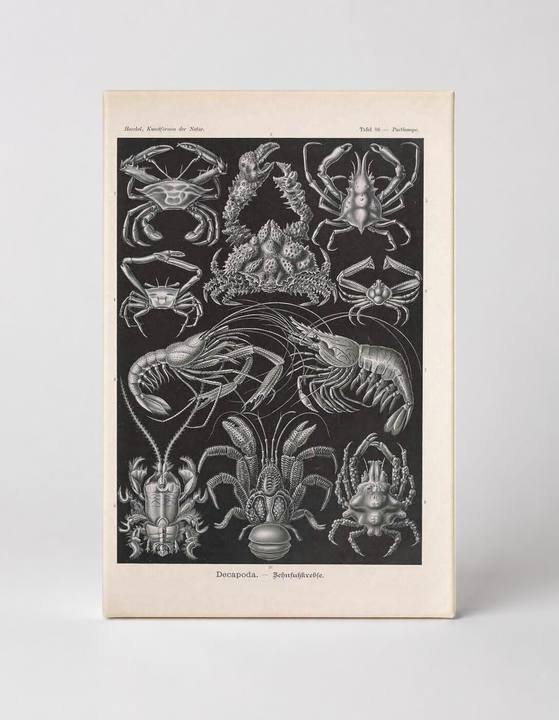 Kunstformen der Natur – Decapoda (Tafel 86) (1904)