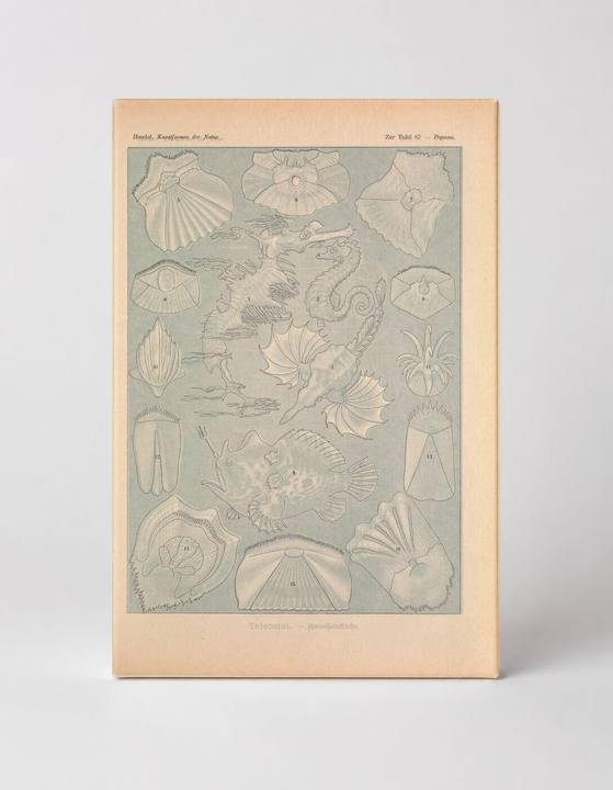 Kunstformen der Natur, Tafel 87 – Pteropoda (1904)