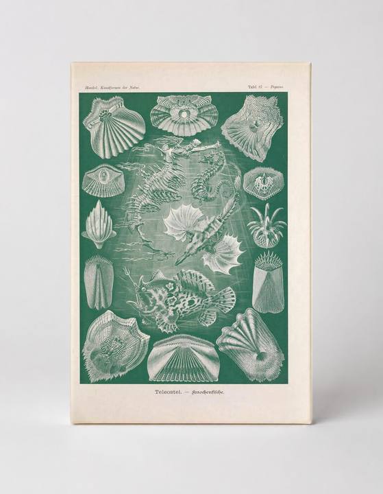 Kunstformen der Natur, Tafel 87 — Teleostei (1904)