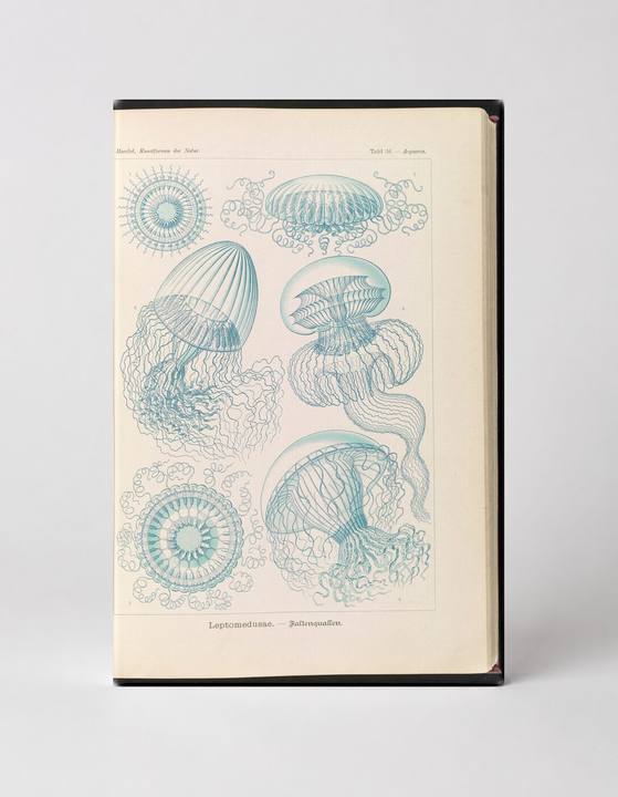 Leptomedusae (Plate 16, Kunstformen der Natur, 1899)