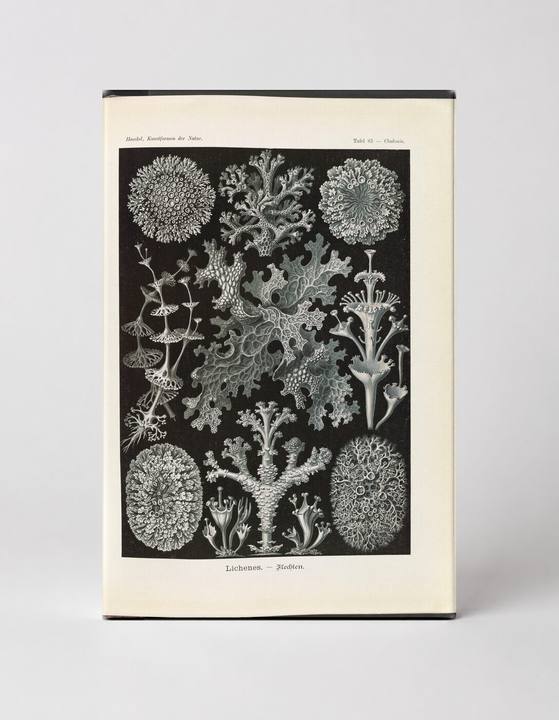 Lichenes – Flechten, Plate 65 (1904)