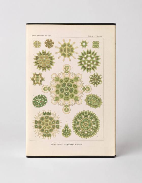 Melethallia – Gesellige Algen (Plate 34, Kunstformen der Natur, 1904)