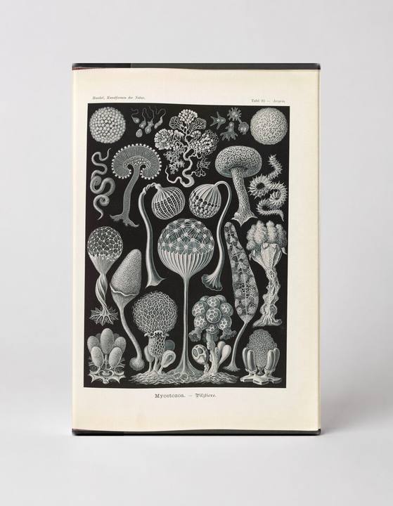 Mycetozoa – Pilztiere, Plate 93 (1904)