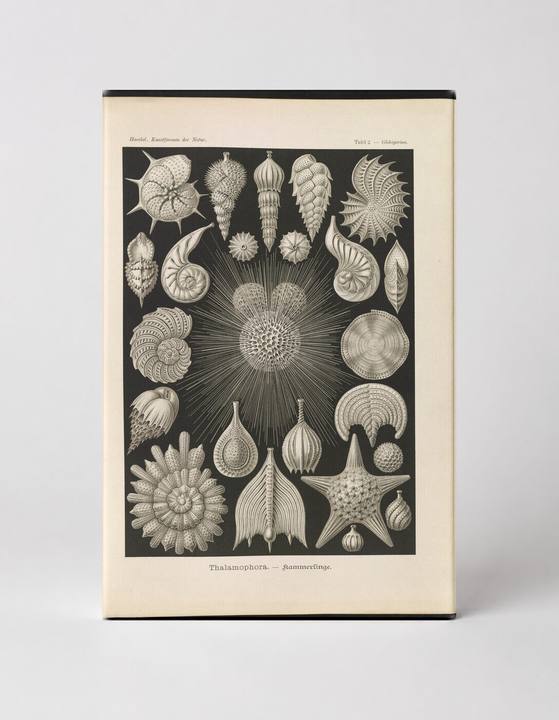 Thalamophora – Kammerlinge (Plate 2, Kunstformen der Natur, 1899)
