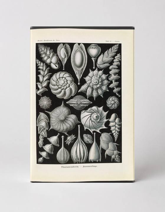 Thalamophora (Foraminifera), Plate 61 — Kunstformen der Natur (1904)