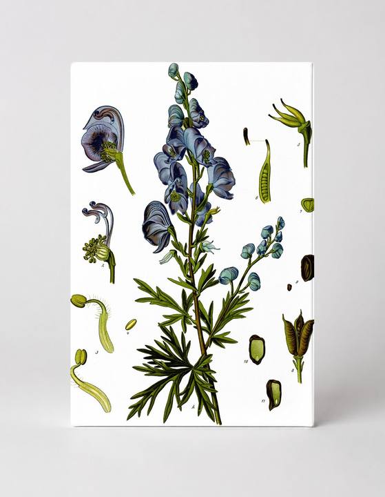 Aconitum napellus (Monkshood) – Köhler's Medizinal-Pflanzen (1887)