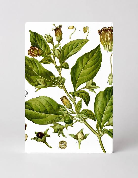 Atropa belladonna (Deadly Nightshade) — Köhler's Medicinal Plants (1887)
