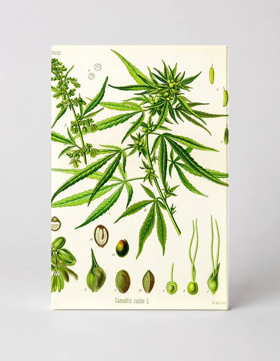 Cannabis sativa L. (1887)
