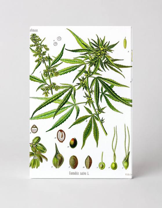 Cannabis sativa (1887)
