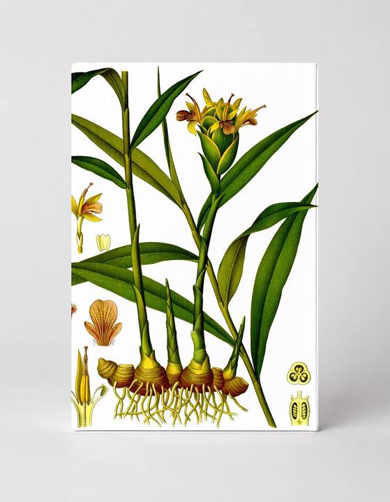 Zingiber officinale (Ginger Plant Illustration)
