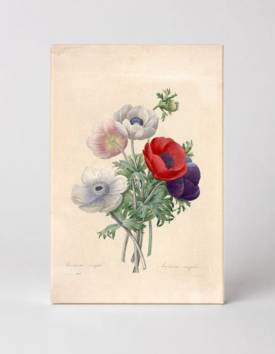 Anemone Simple / Anemone Double