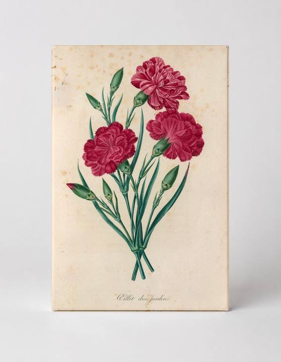Oeillet des jardins (Garden Carnation)