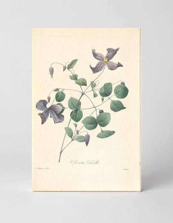Clematis Viticella