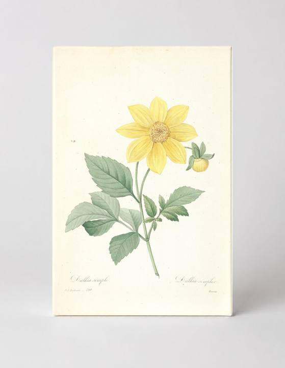 Dahlia Simplex