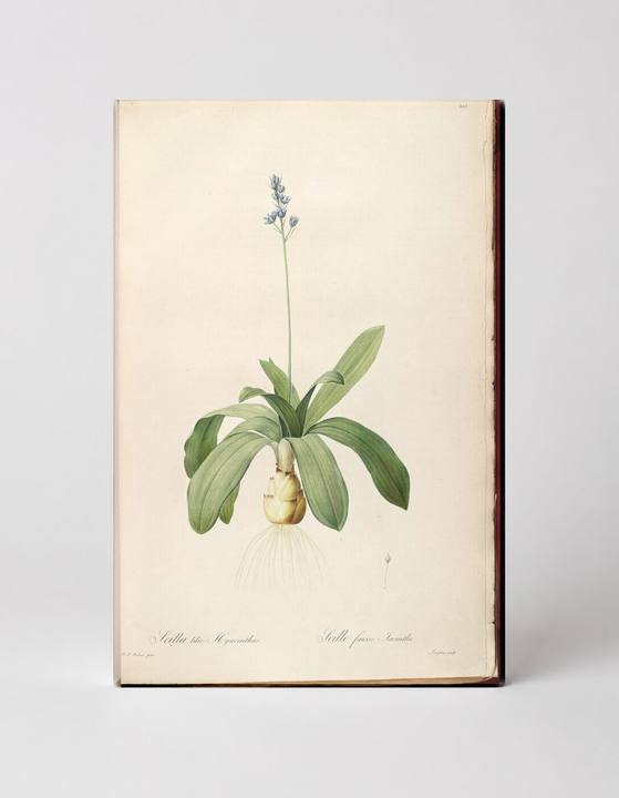 Scilla lilio-Hyacinthus (Scille fausse Jacinthe)