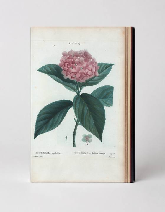 Hortensia à Feuilles d'Obier