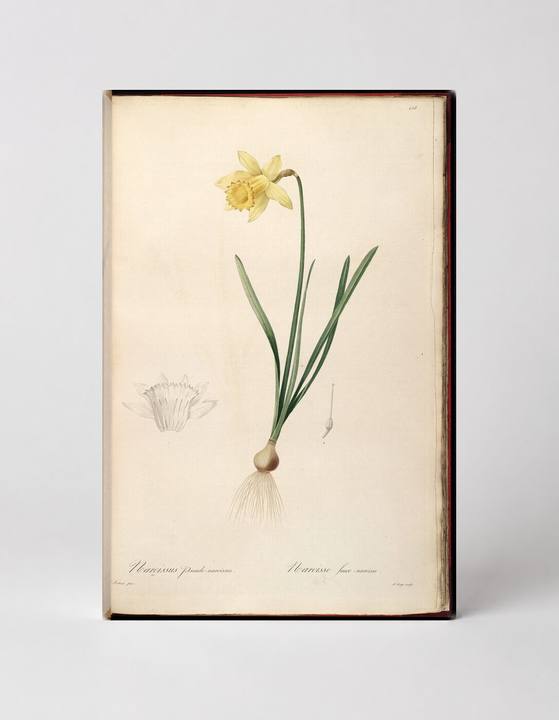 Narcissus Grande Narcisse