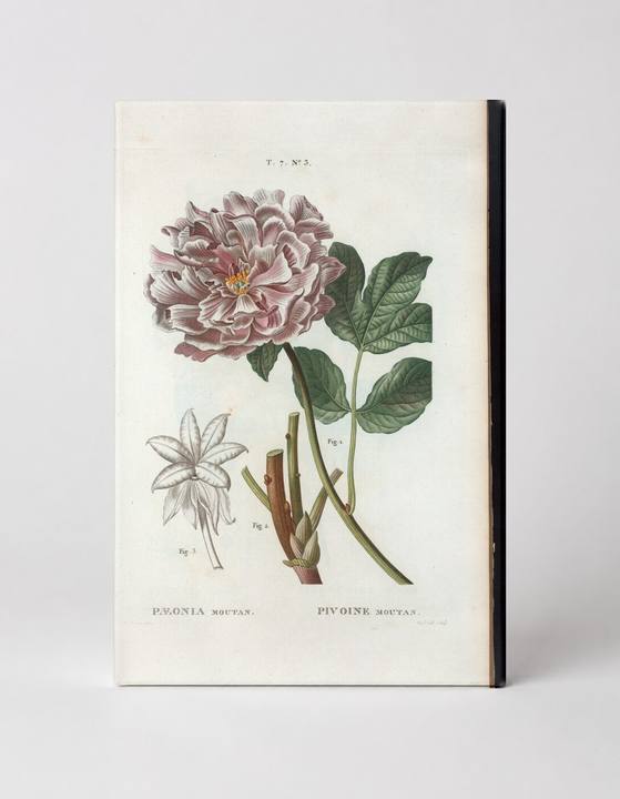 Paeonia Moutan (Tree Peony)