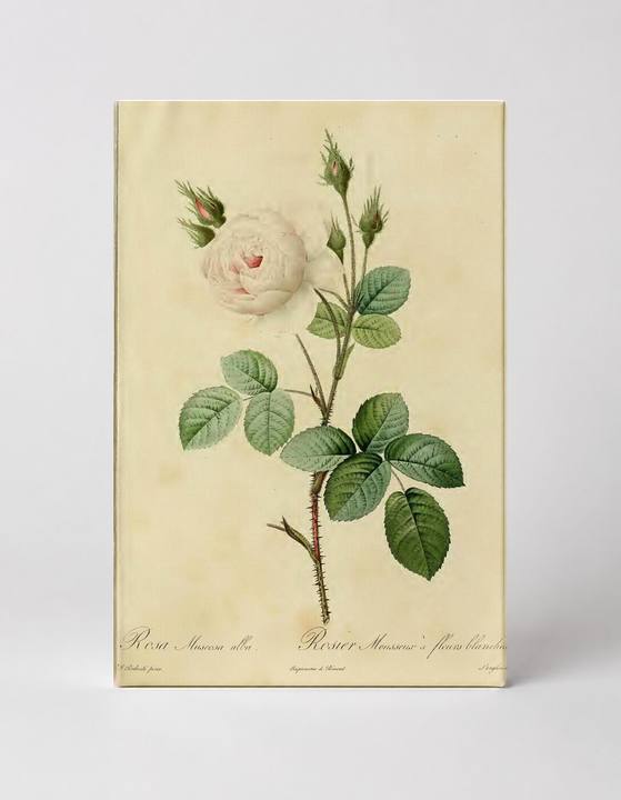 Rosa Muscosa Alba / Rosier Mousseux à Fleurs Blanches