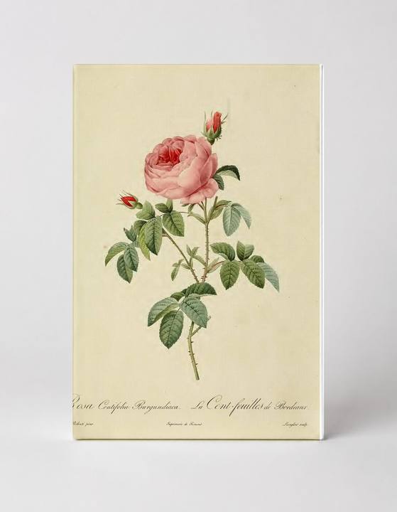 Rosa Centifolia Burgundiaca / La Cent-feuilles de Bordeaux