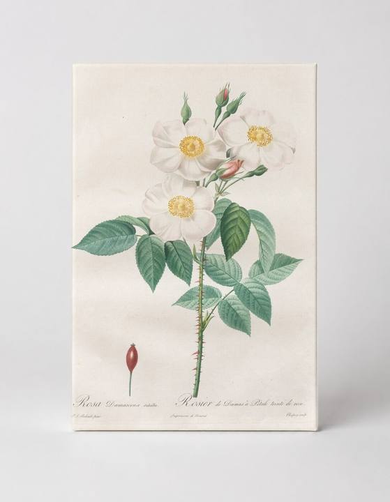 Rosa Damascena Italica / Rosier de Damas à Pétale listée de rose
