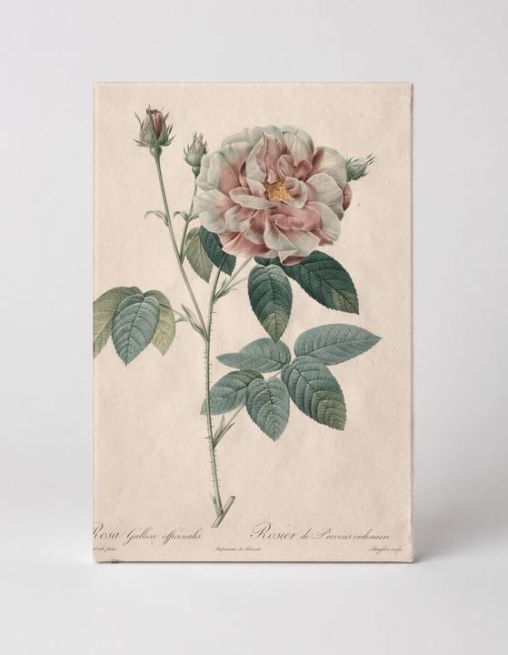 Rosa Gallica Officinalis
