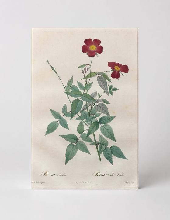 Rosa Indica / Rosier des Indes
