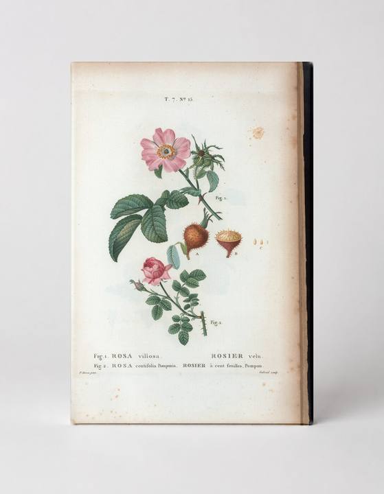 Rosa Villosa & Rosa Centifolia Pomponia
