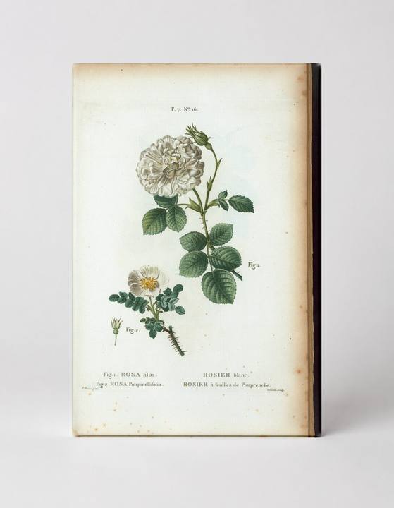 Rosa Alba and Rosa Pimpinellifolia (Les Roses, Plate 16)