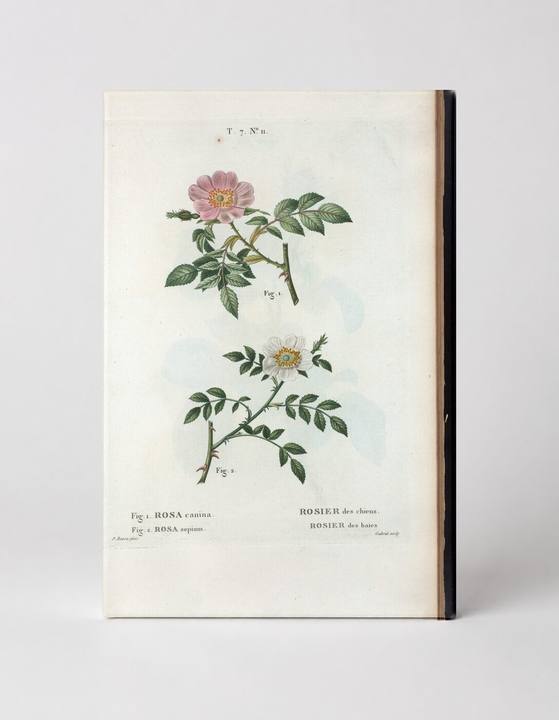 Rosa canina & Rosa sepium (Dog Rose & Wild Rose)