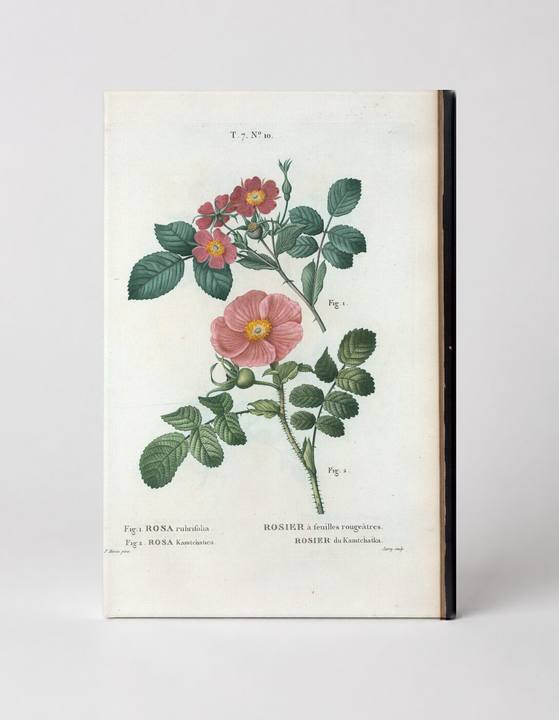 Rosa rubrifolia & Rosa Kamtchatica (Les Roses, c. 1817–1824)