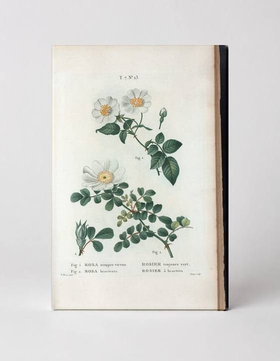 Rosa semper virens & Rosa bracteata (Ever-green Rose & Macartney Rose)