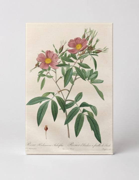 Rosa Hudsoniana Salicifolia, from Les Roses