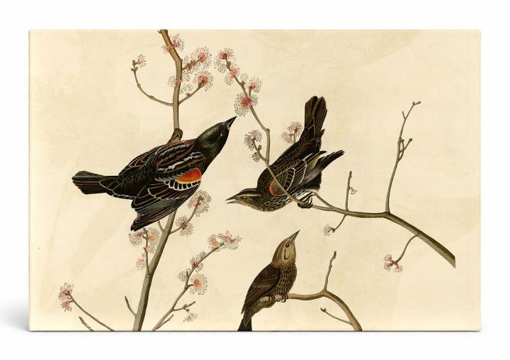 Red-winged Blackbird (1827)