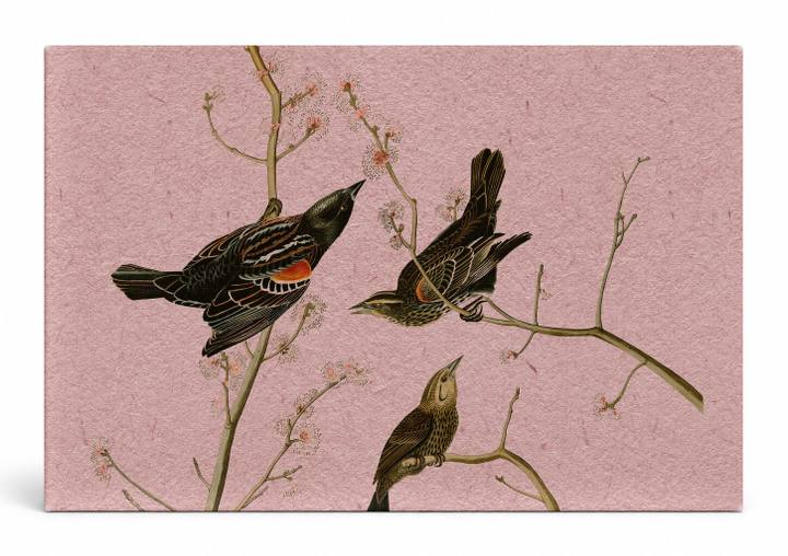 Red-winged Blackbird (1827)
