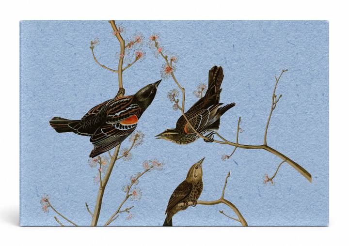 Red-winged Blackbird (1827)