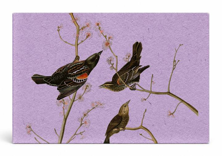 Red-winged Blackbird (1827)