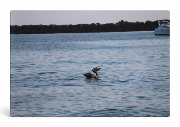 Brown Pelican