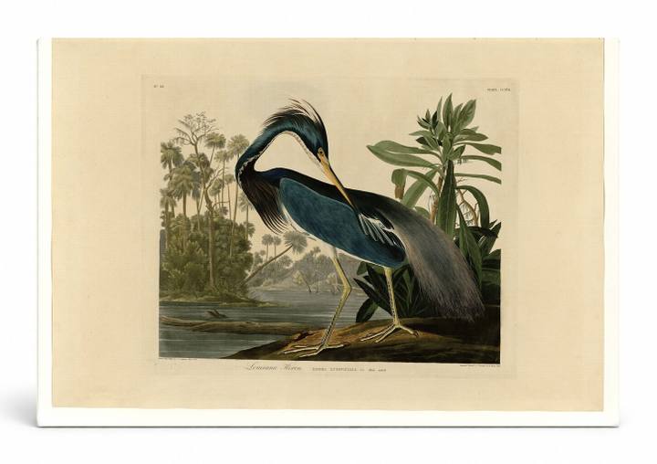 Louisiana Heron (1834)
