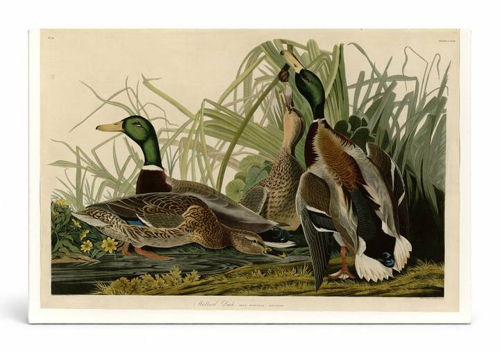 Mallard Duck (1834)