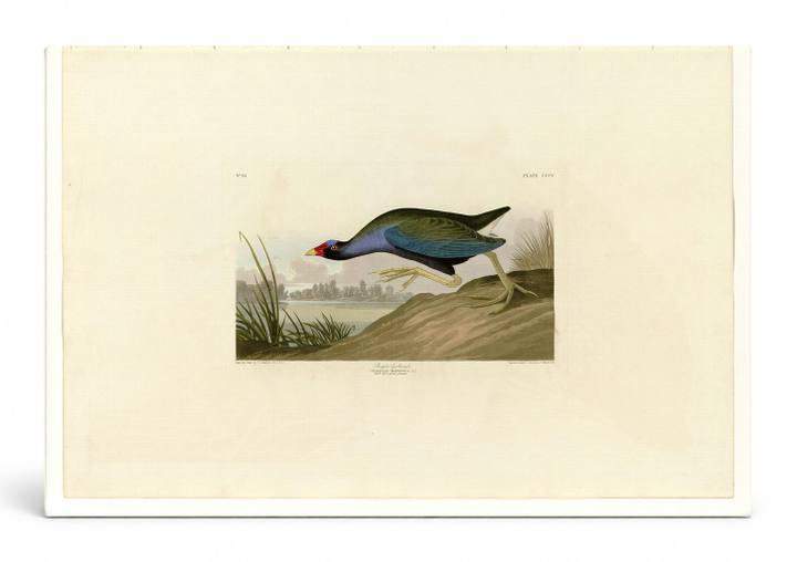 Purple Gallinule (Plate CCCV)