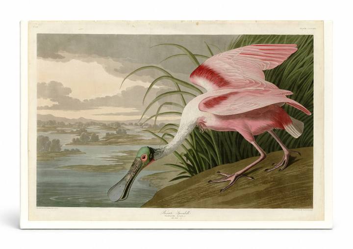 Roseate Spoonbill (1836)